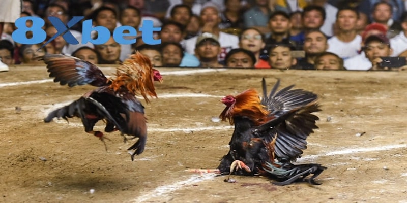 3 quy định cơ bản của đá gà cựa sắt