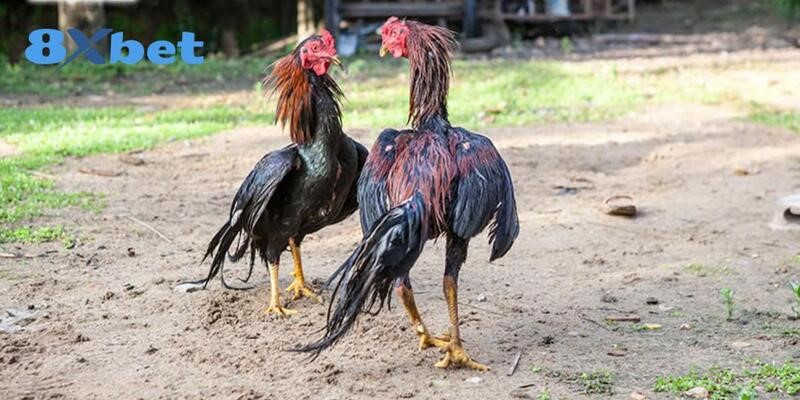 Chia sẻ cách nuôi gà theo chế độ chăm sóc từ A đến Z