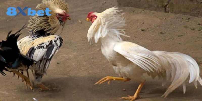 Cách nuôi gà chọi 8XBET hướng dẫn chọn giống, chế độ dinh dưỡng và luyện tập để tạo ra chiến kê dũng mãnh, sẵn sàng thi đấu.