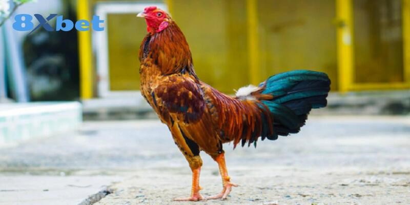 Rèn luyện sức khỏe, cách nuôi gà chọi cực hiệu quả