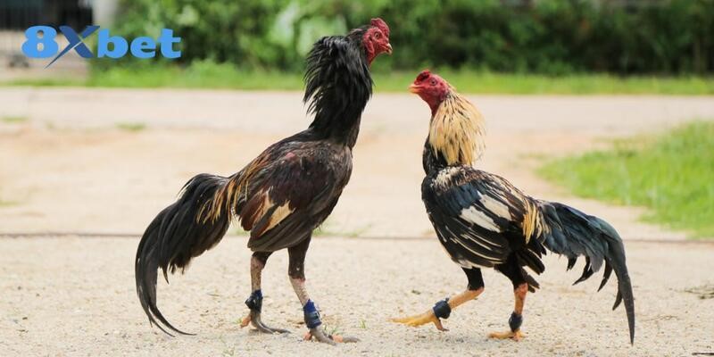 Tuân theo chế độ dinh dưỡng để nuôi gà chọi khỏe mạnh