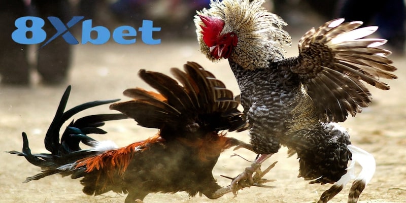 Đá gà cựa dao là trận đấu nảy lửa