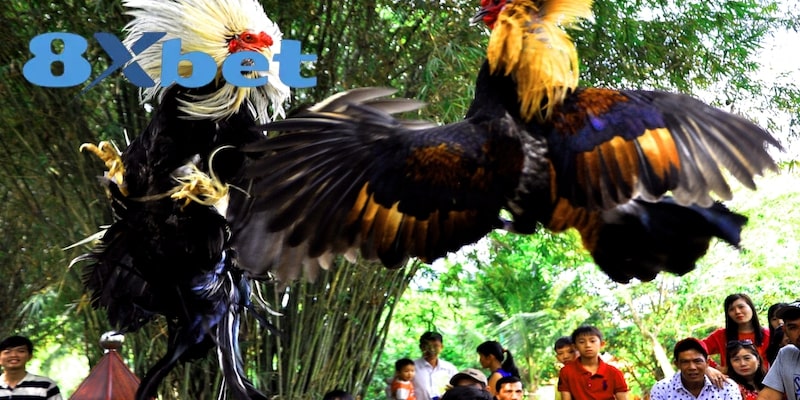 Thông tin tổng quan cần biết về đá gà cựa sắt