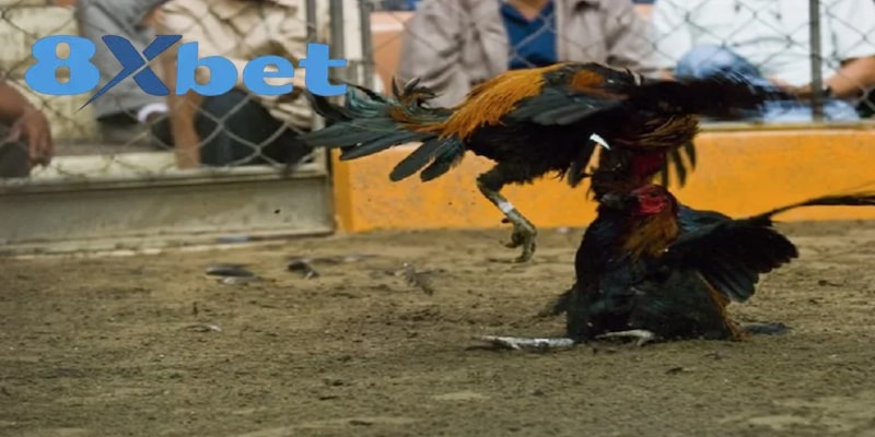 Hai chiến kê đang giao đấu kịch liệt trong trận đá gà cựa dao, thu hút sự chú ý của đông đảo người xem