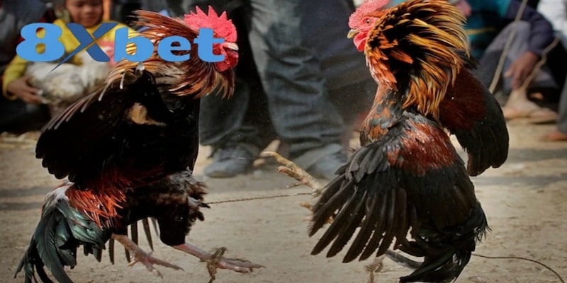 Trận đấu đá gà cựa sắt kịch tính giữa hai chiến kê mạnh mẽ trên sàn đấu