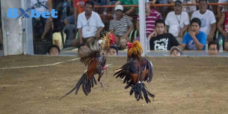 Xem trực tiếp đá gà Thomo tại 8XBET với nhiều hình thức hấp dẫn