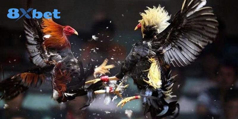 Điểm đặc biệt của đá gà giúp thu hút cược thủ toàn thị trường