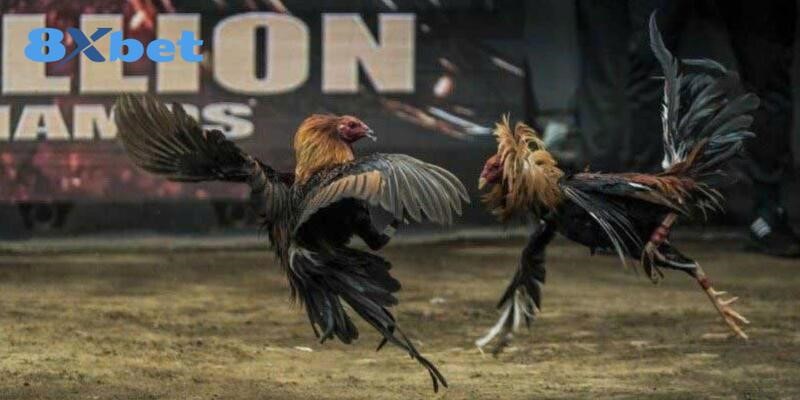 Tìm hiểu về bộ môn đá gà thomo dưới dạng trực tuyến